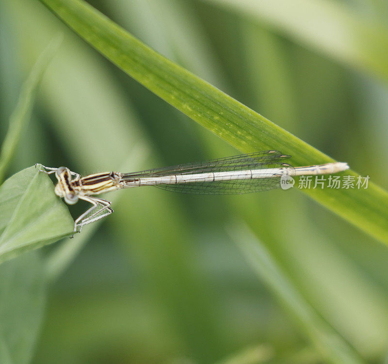 白腿豆娘(Platycnemis pennipes)雌性